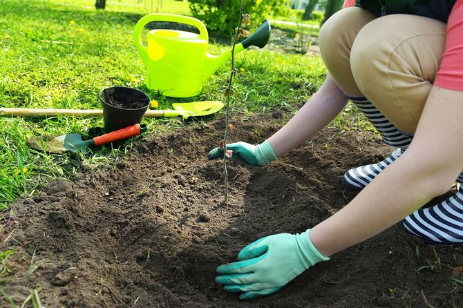 Plantning af frugttræer på en høj