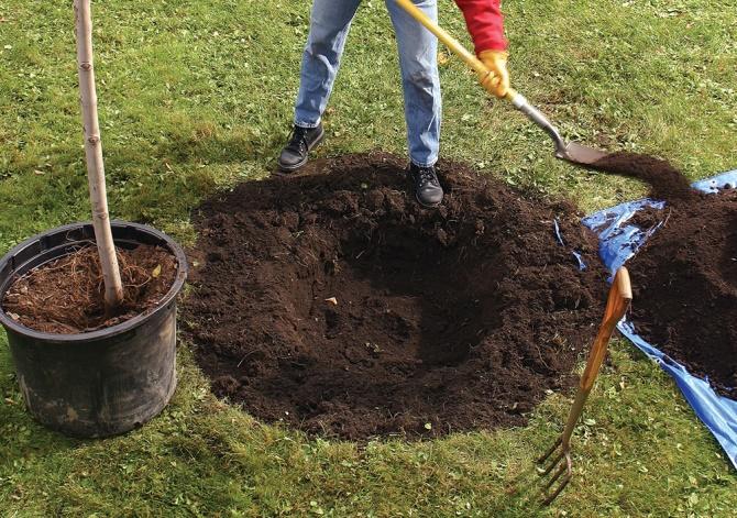 Plantning af frugttræsplanter: riller og høje