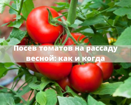 Såning af tomatfrø til frøplanter i foråret 2021, lovende dage og regler på www.svoimi-rukamy.com