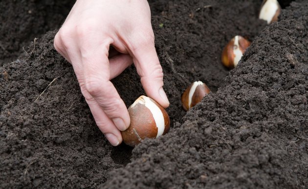 Plantning af løg i jorden