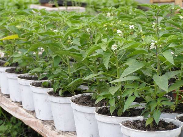 hvilke frøplanter der skal plantes i februar marts