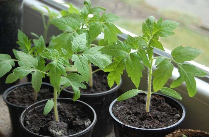 hvilke frøplanter der skal plantes i februar marts