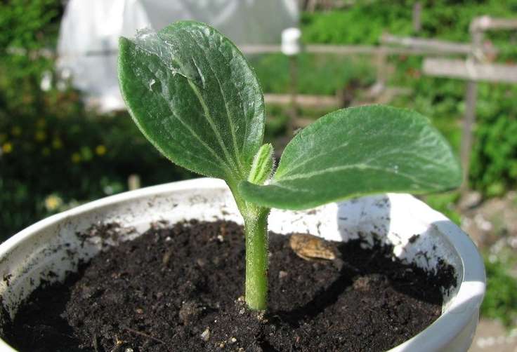 hvilke frøplanter der skal plantes i februar