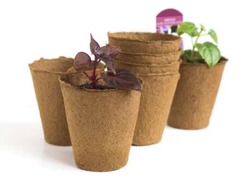Såning af frø til frøplanter i februar og marts hvilke frøplanter der skal plantes i februar marts