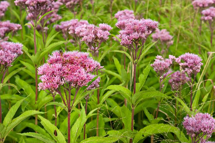 Planten er stejl