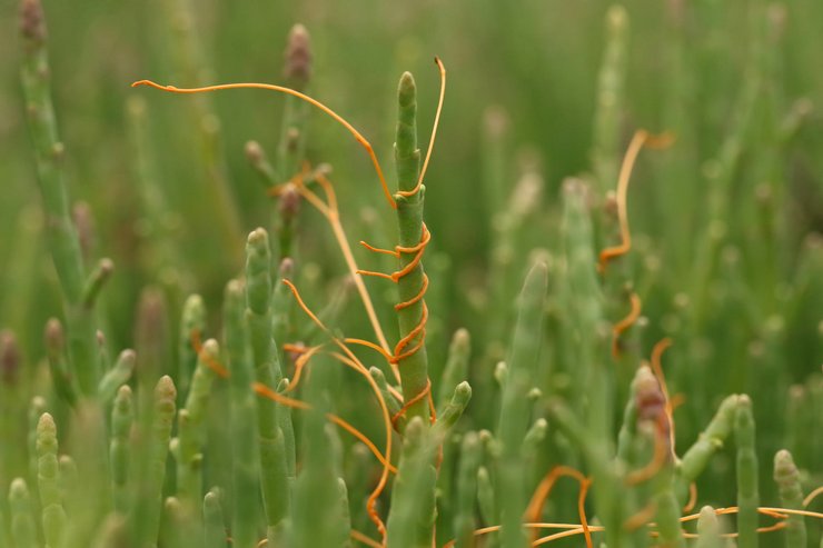 Dodder -lajit