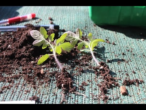 Sådan dykker du tomatplanter