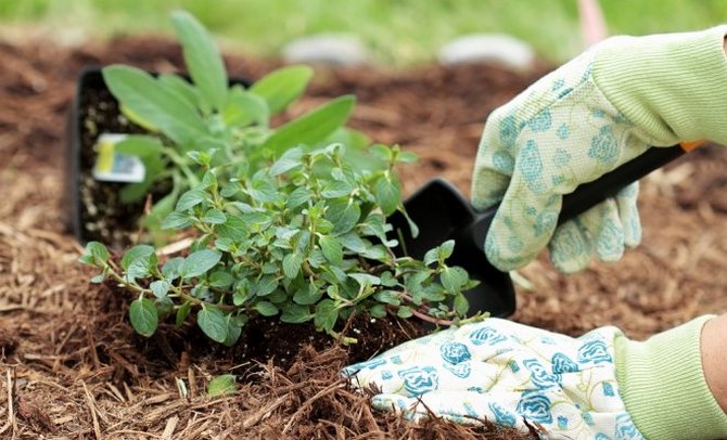 Korrekt mulching: hvordan og hvornår man skal mulch jorden