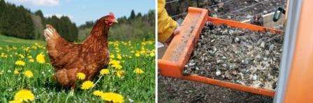 Teraz viete, ako si vyrobiť vlastné hnojivo pre hydinový hnoj. Používajte prírodné hnojivá