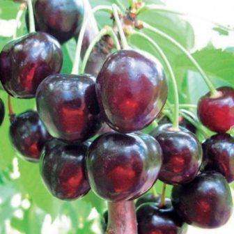 Kirsikkalajikkeen Valery Chkalov edut Cherry Valery Chkalov: lajikekuvaus, arvostelut, valokuvat