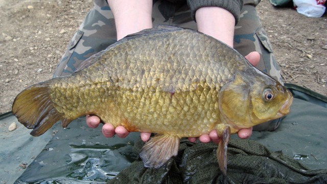 DIY agn til crucian carp