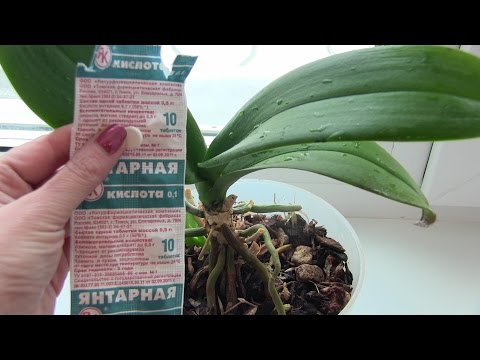 Sådan LEVER man orkideer og andre indendørs planter