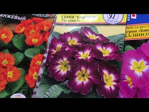 كيف تنمو زهرة الربيع من البذور