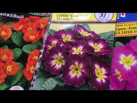 Sådan dyrkes primula fra frø