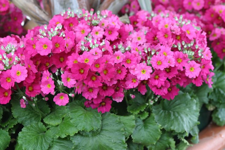 Primula Malakoides ، أو يشبه الملوخية