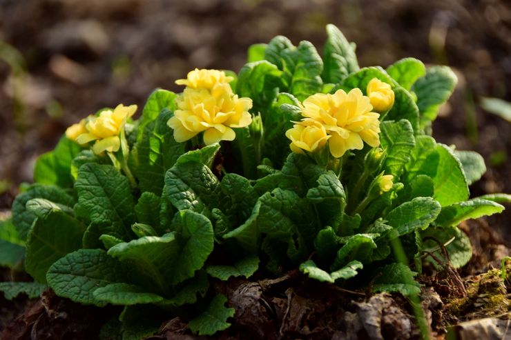 Almindelig primula eller stilkfri