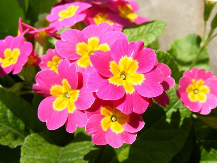 Primrose beskrivelse