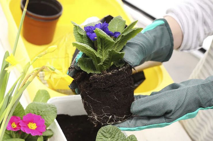 Transplantering af værelse primula