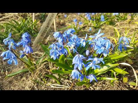 Μπλε κρανίο της Σιβηρίας (Scilla siberica).