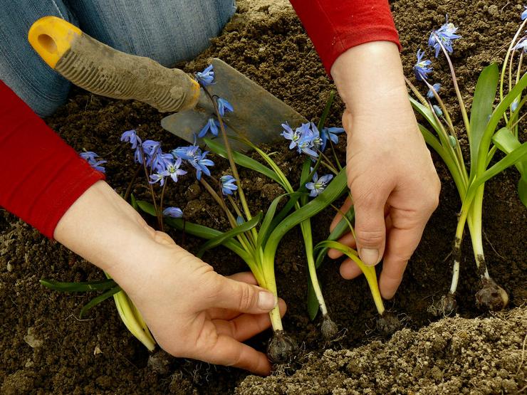 Plantning af skov i åbent terræn