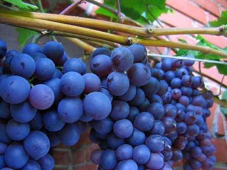 Varmista, että viinirypäleet ovat kypsiä, koska ylikypsät marjat sisältävät etikkaa ja kypsät marjat sisältävät happoa