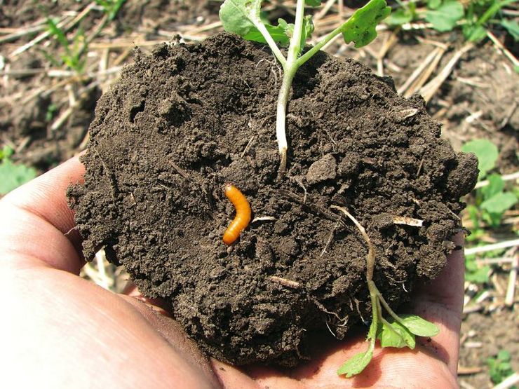 Bekæmpelse af wireworm i køkkenhaven