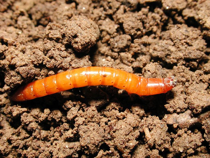 Trådorm - hvordan man slipper af med haven, midler og forberedelser. Bekæmpelse af wireworm kartofler og gulerødder