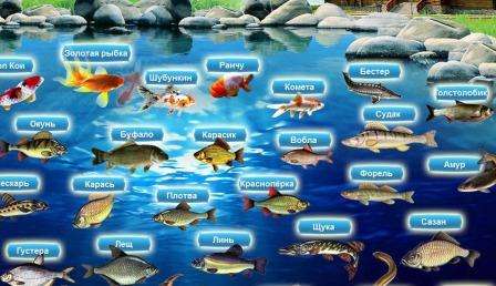 Στη λίμνη, μπορείτε να αγοράσετε ενήλικα ψάρια ή τηγανητά από τσουγκράνα, κυπρίνο, κυπρίνο, ψάρι koi. Τα δύο τελευταία είδη εγκαθίστανται σε μικρές λίμνες για αισθητικούς σκοπούς. Τενς, σταυρός κυπρίνος, κυπρίνος