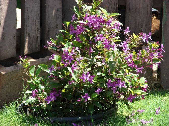 Rast rastliny je veľmi rýchly, takže pseudoerantémum potrebuje každoročnú transplantáciu.