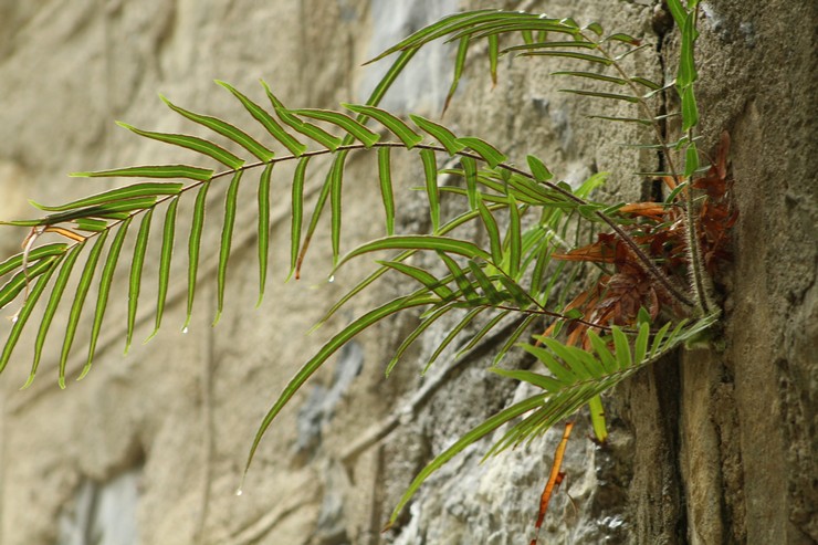 Ταινία Pteris