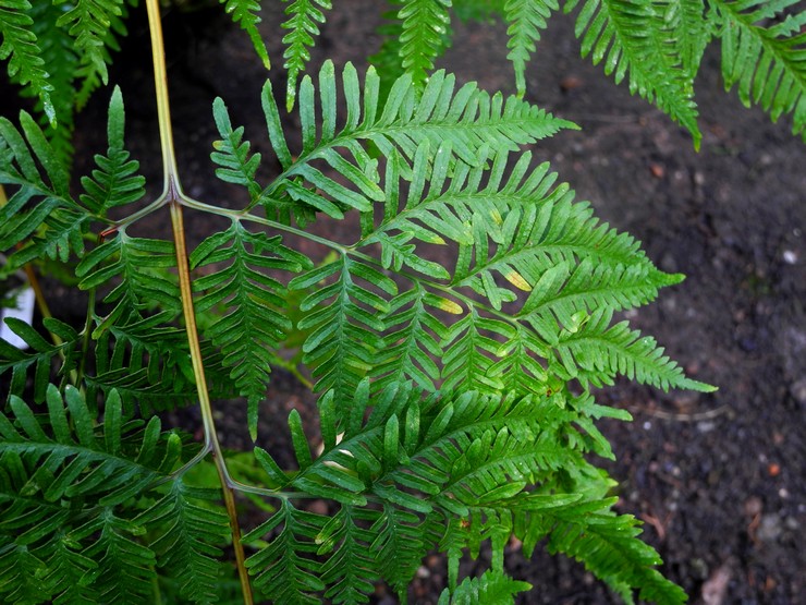 مسنن Pteris