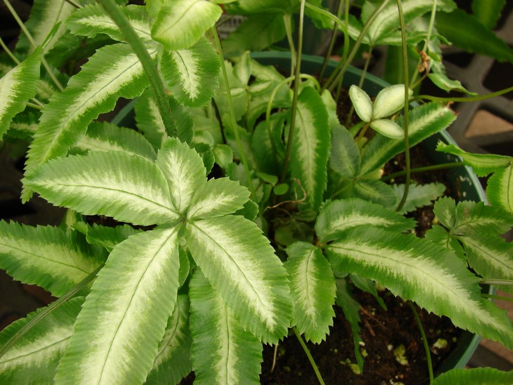 Pteris xiphoid