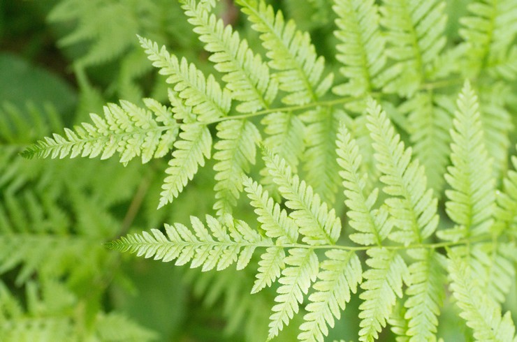 يرتجف pteris