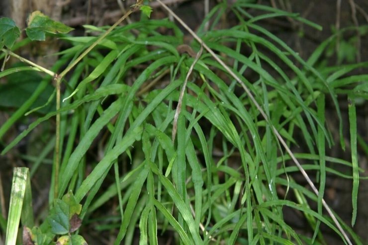 أقسام Pteris