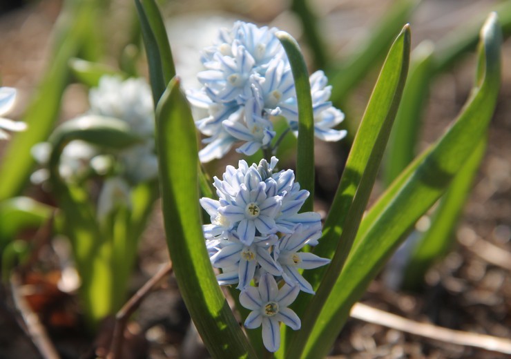 Pushkinia - plantning og pleje i det åbne felt. Dyrkning af Pushkinia, formeringsmetoder. Beskrivelse, typer. Foto