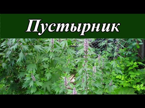Φαρμακευτικά φυτά - Motherwort (heartwort)