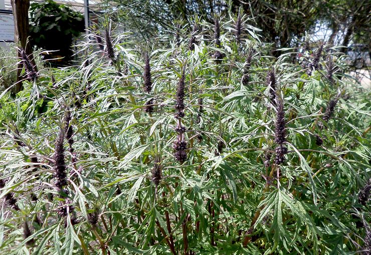 Γκρι Motherwort