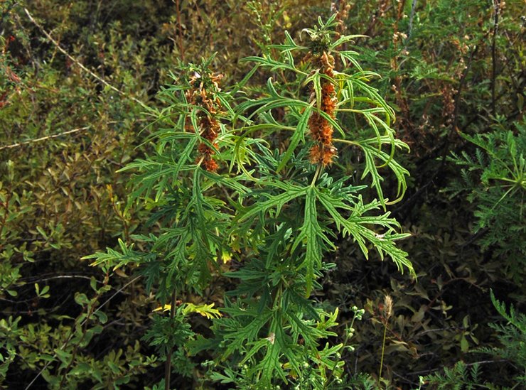 Motherwort tatar