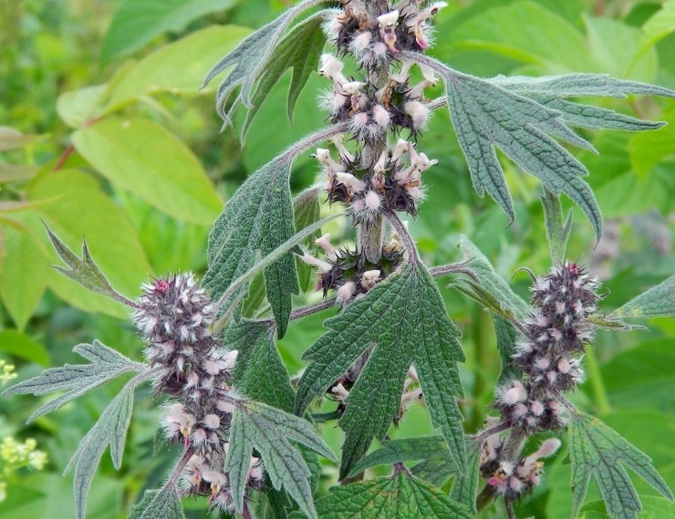 Motherwort με πέντε λεπίδες