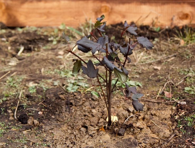 Plantning af blæren i åbent terræn