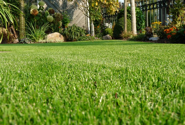 العناية بالعشب ryegrass