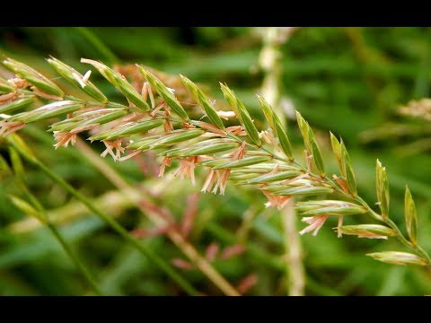 Spit perennial or English ryegrass Lolium perenne (ρωσικά)