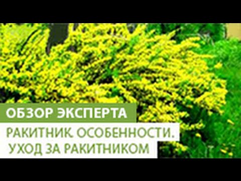 Σκούπα. Χαρακτηριστικά της σκούπας. Φροντίδα σκούπας.