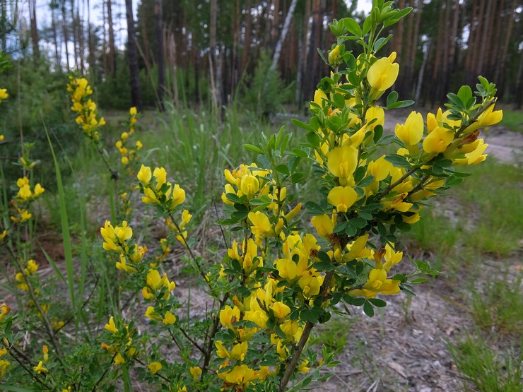 Venäläinen luuta