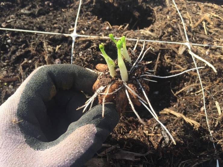 Når ranunculus knolde plantes