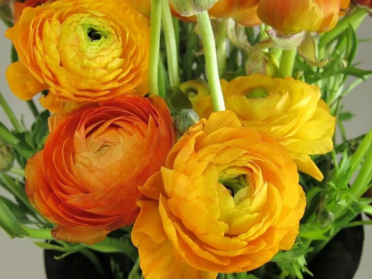 Ranunculus pleje derhjemme