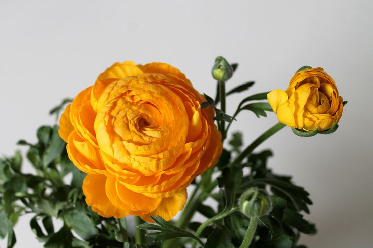 Ranunculus