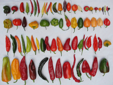 Ak chcete získať 100% dobrý výnos papriky, vyberajte odrody, ktoré sú odolné voči bežným chorobám a škodcom zeleniny.