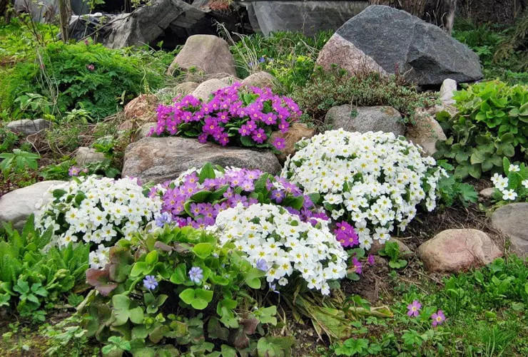 Druhy a odrody rastlín pre alpský tobogán