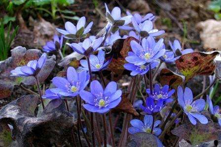 Liverwort Planten vokser godt i skygge og fugtig jord, blomstrer i det tidlige forår. Flerårig med lyse blå blomster,